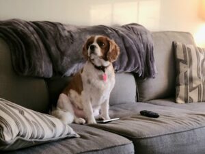Angie's Bark Avenue