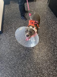 Art City Vets Wellness Center