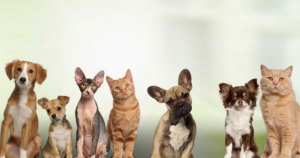 Art Museum Veterinary Center