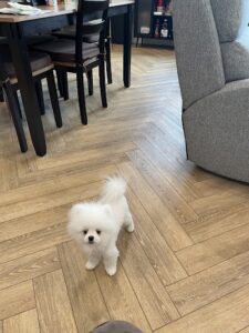 Happy Tails Pet Grooming