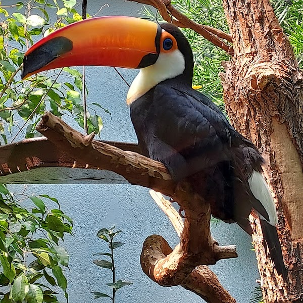 National Aviary
