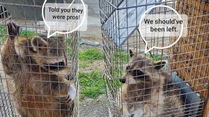 Next Generation Pest Control LLC